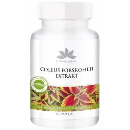 COLEUS Forskohlii, Forskolin - UKDorf