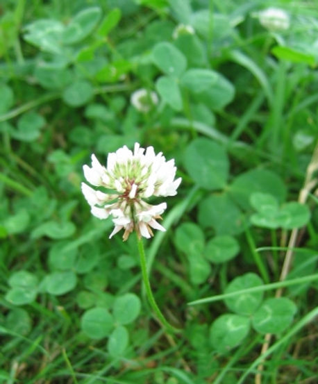 RED CLOVER cut 100 g - UKDorf