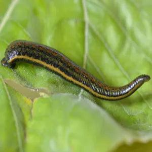 Leech, leeches, BLUEGEL Medirud breeding - UKDorf