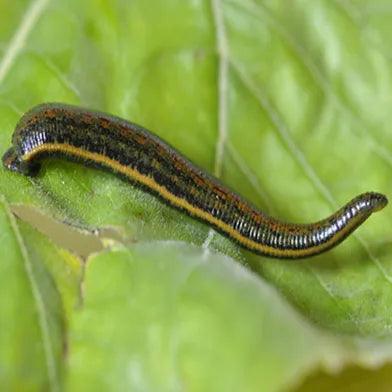 Leech, leeches, BLUEGEL Medirud breeding - UKDorf