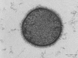 Utilin D6 (Bacillus subtilis D6) ampoules - UKDorf