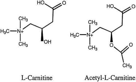 ACETYL-L-CARNITINE POWDER, acetyl l carnitine - UKDorf