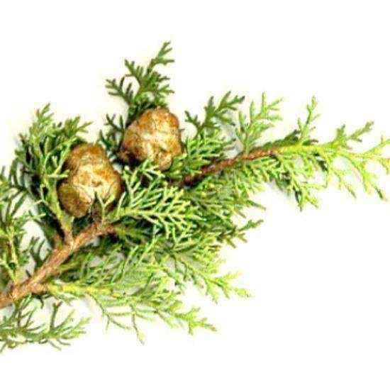 CYPRESS OIL 10ml, antitussive, strong sedatives, nerve disorders, hemorrhoids UK