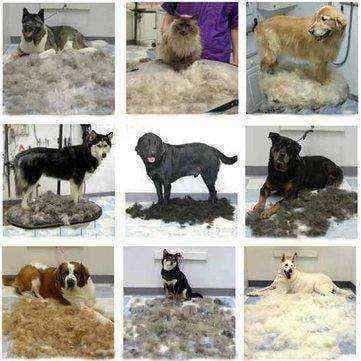 Dog shedding brush UK