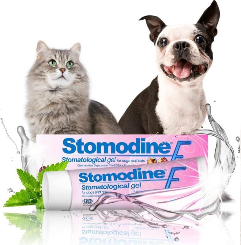 Dog toothpaste Stomodine F Dental gel for dogs and cats - UKDorf