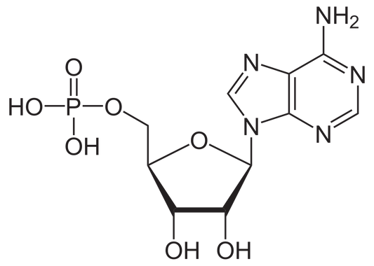 ADENOSINE MONOPHOSPHORIC ACID C 10 Dilution 10 ml
