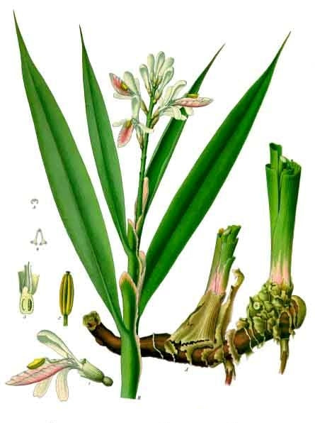 ALPINIA OFFICINARUM C 10 Dilution - UKDorf 