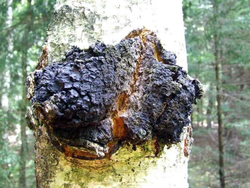 Chaga Mushroom Tea