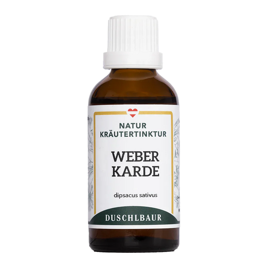 DIPSACUS SATIVUS Weberkarde mother tincture