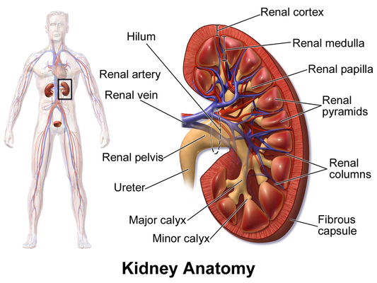 DR. MILLER'S Kidney Drink 30X5 ml