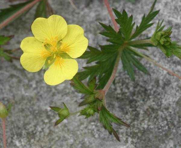 POTENTILLA ERECTA C 100 Dilution 10 ml