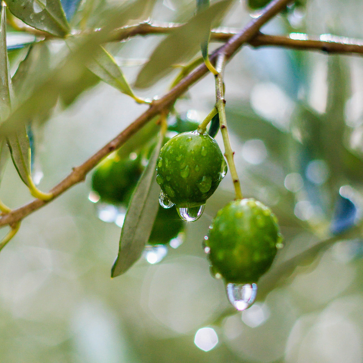 Polyphenols from olives and olive leaves OLIPHENOLIA C Concentrate 16 tablets