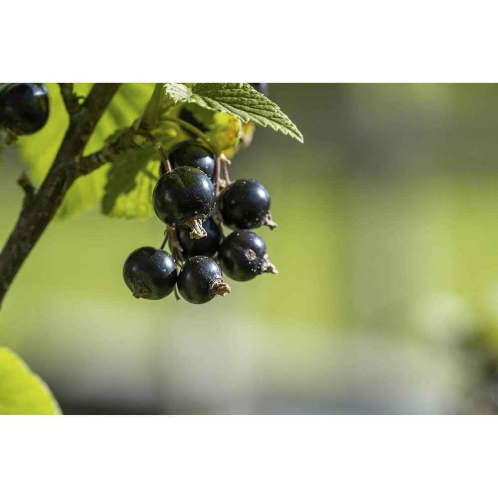 RIBES NIGRUM Blackcurrant Gemmotherapy Bud Extract Organic 50 ml