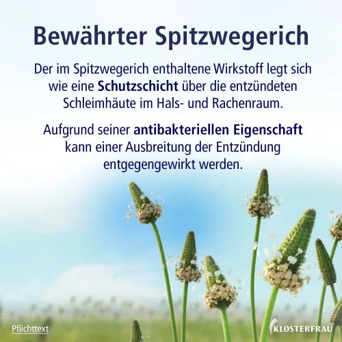 Ribwort leaf cough syrup