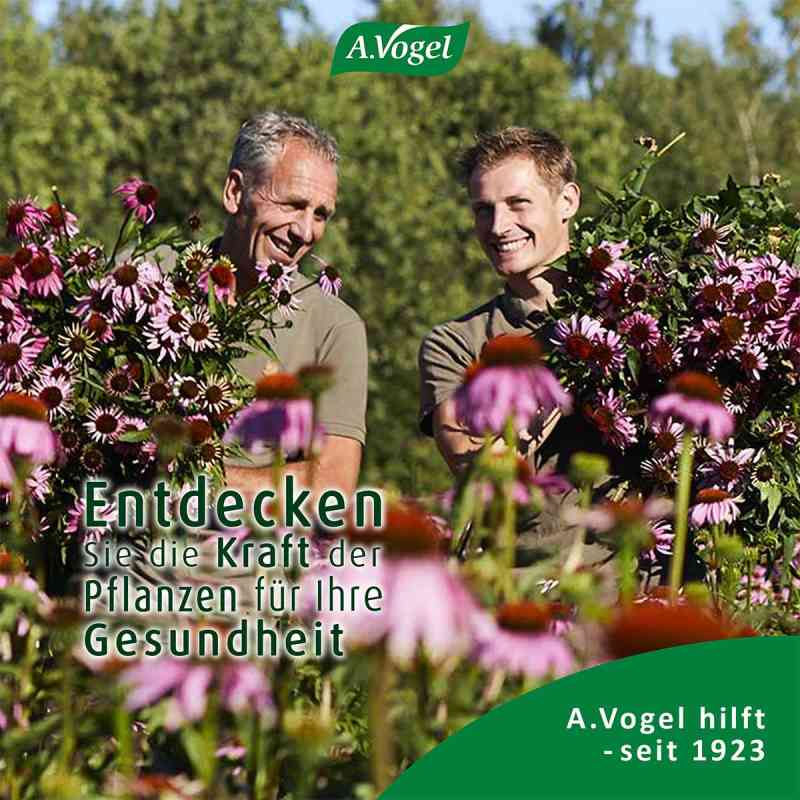 https://www.apo.com/images/product_images/info_images/avogel-salviaforce-mit-echinacea-halspastillen-20-stk-8-pzn-17882234.jpg