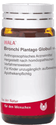 BRONCHI PLANTAGO, inflammation of the larynx, bronchi, asthma, allergic disease - UKDorf 