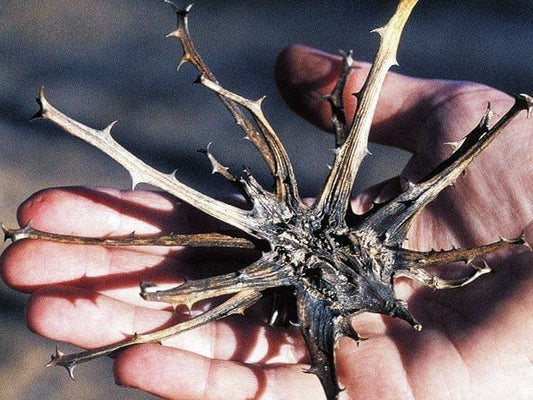 DEVIL'S CLAW, 100% granules for horses, 1000 g - UKDorf 