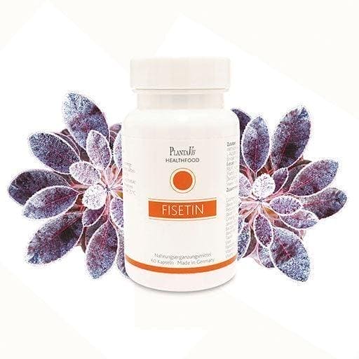 FISETIN Capsules, jiaogulan extract, ginseng extract (ginsenosides) - UKDorf 